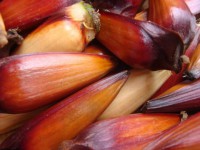 /album/galeria-de-fotos-la-na-beth-chales1/a378240-242926605846205-999521930-n-jpg/